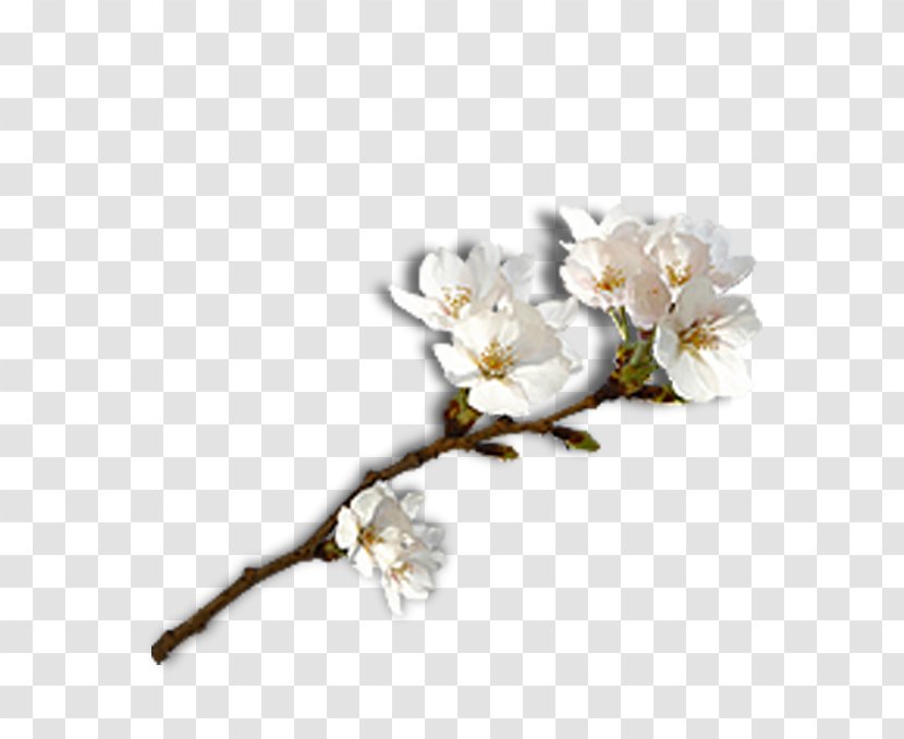 Laiwu Sushi Gari Ginger Plum Blossom - Flower Transparent PNG