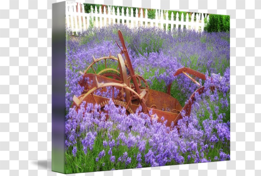 English Lavender Landscaping Landscape Flora - 18 0 1 Transparent PNG