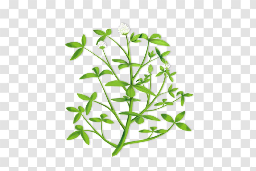 Trifolium Alexandrinum Clip Art Alfalfa Hay Illustration - Plant - Clover Seed Transparent PNG