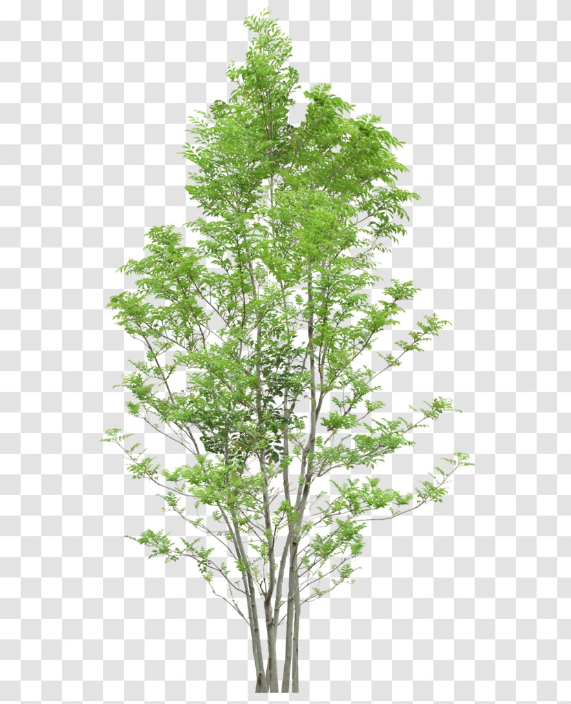 Tree - Web Browser - Trees Transparent PNG