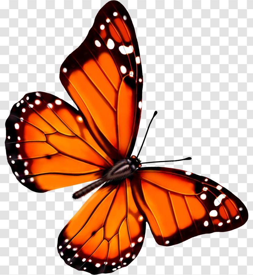 Butterfly Transparency And Translucency Icon - Cute Transparent PNG