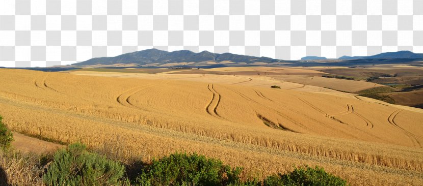 Ecoregion Soil Grassland Sand Land Lot - Commodity - Gold To Wheat Field Transparent PNG