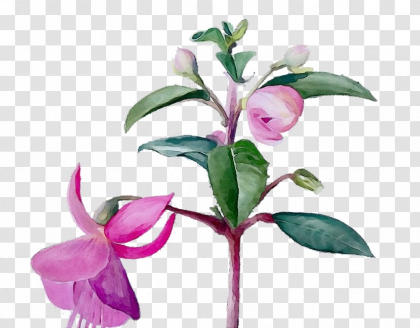 Flower Flowering Plant Pink Fuchsia - Lily Pedicel Transparent PNG