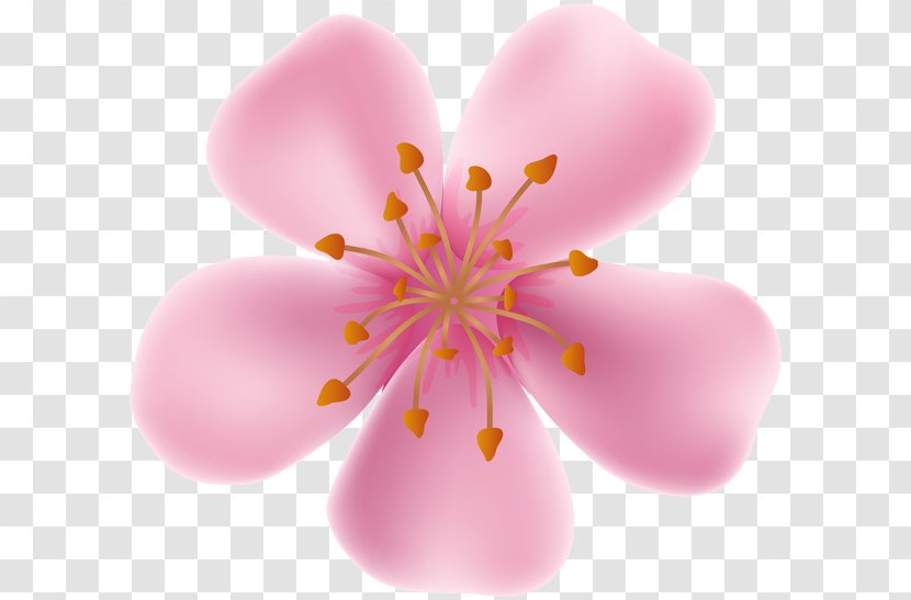 Drawing Flower Clip Art - Cherry Blossom - Pink Flowers Transparent PNG