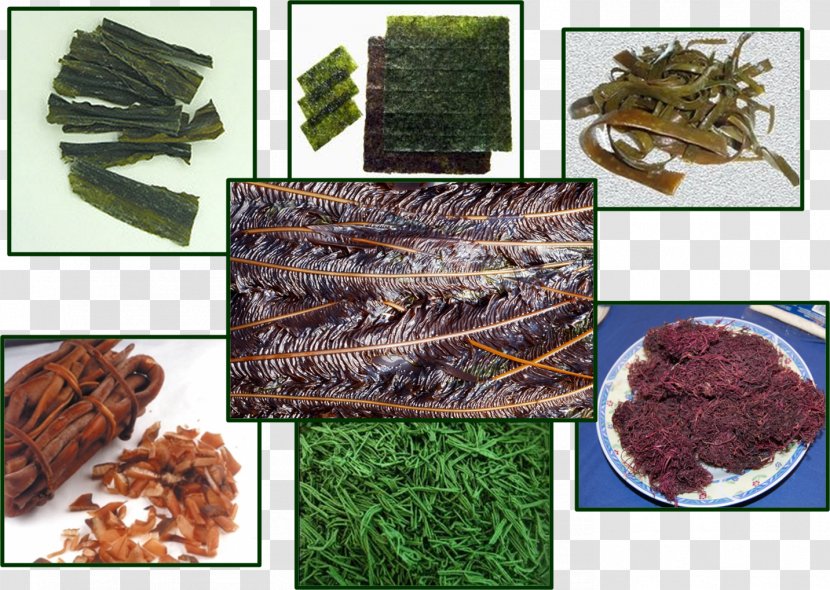 Tsukudani Algae Edible Seaweed Protist Kombu - Deepsea Tangles - Animal Source Foods Transparent PNG