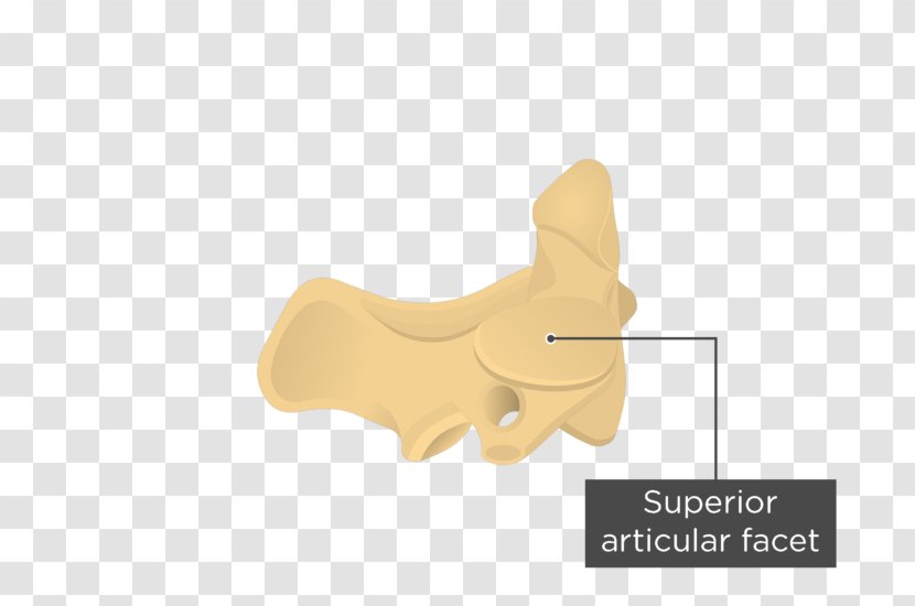 Axis Anatomy Intervertebral Foramen Vertebral Lamina - Bone Transparent PNG