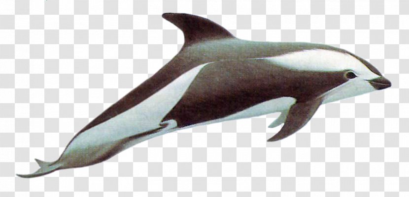 Short-beaked Common Dolphin Porpoise Tucuxi Rough-toothed White-beaked - Bottlenose Transparent PNG