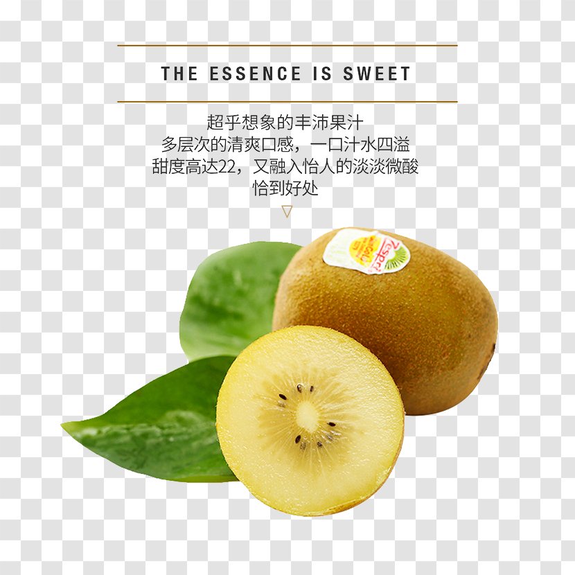 Kiwifruit Actinidia Deliciosa Food - Kiwi Profile Transparent PNG