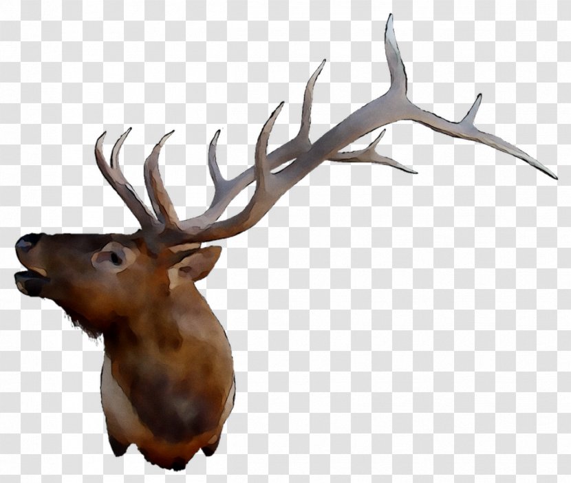 Elk Reindeer Antler Transparent PNG