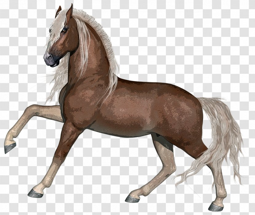 Stallion Foal Mare Arabian Horse - Color Transparent PNG