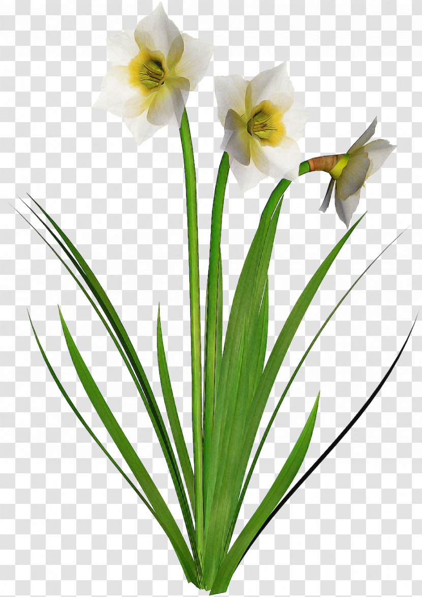 Flower Plant Petal Pedicel Grass Transparent PNG