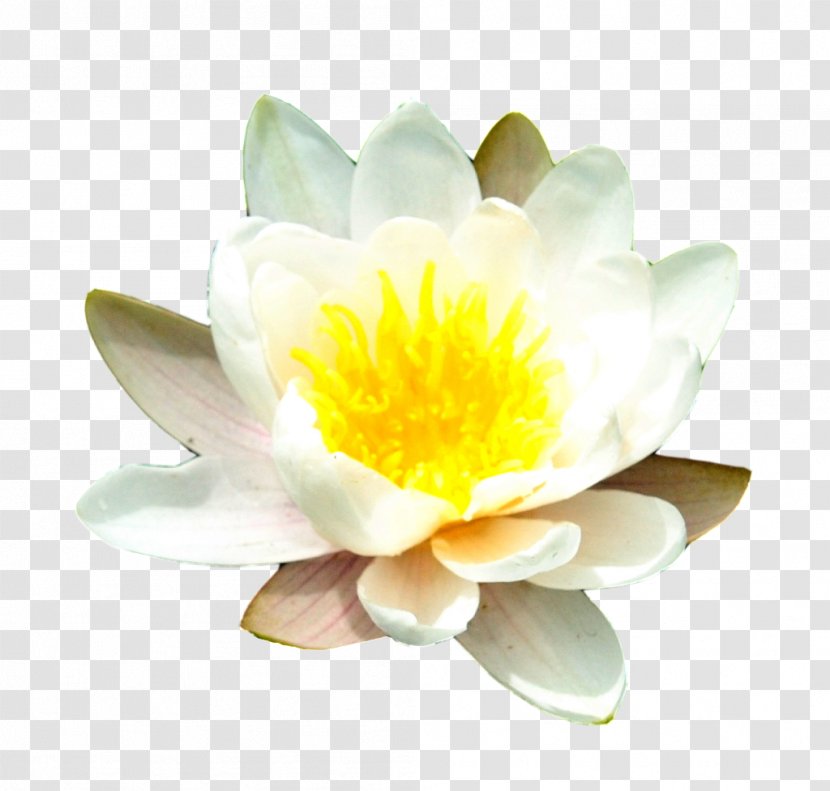 Perfume Essential Oil BioAroma Cosmetics Aroma Compound - Water Lily Free Image Transparent PNG