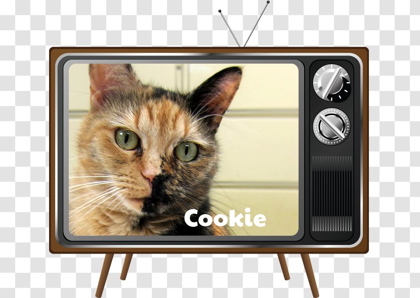 Whiskers Cat Television Kitten Dog - Like Mammal Transparent PNG