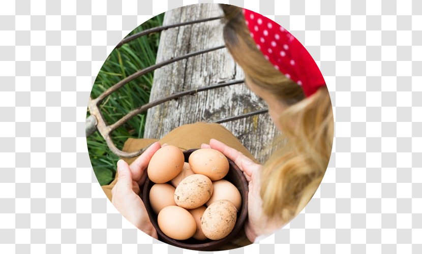 Egg Chicken Royalty-free Stock Photography Transparent PNG