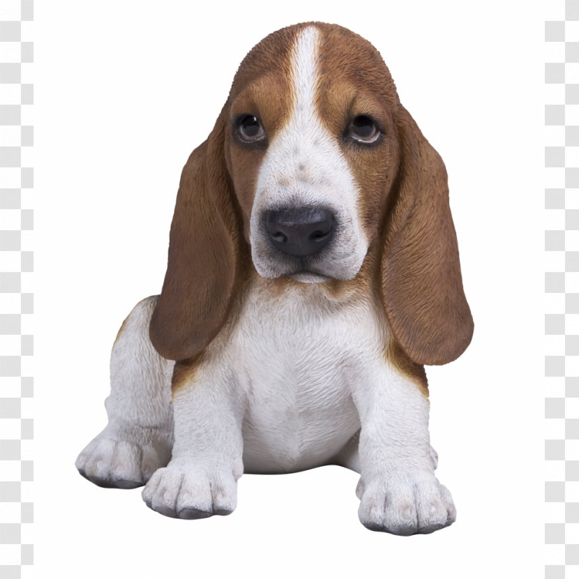 Basset Artésien Normand Hound Finnish Beagle Puppy - Cavalier King Charles Spaniel Transparent PNG