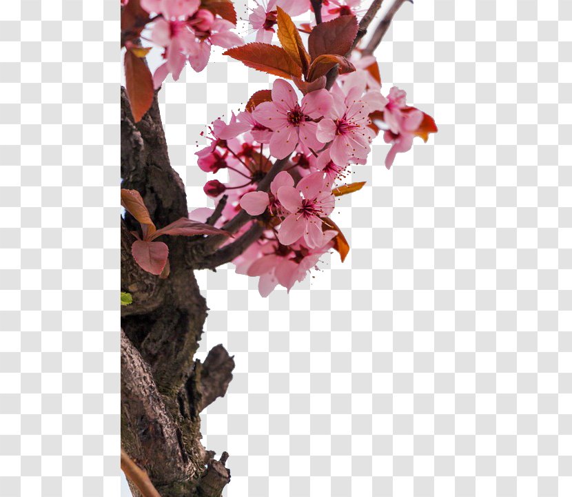 Almond Blossoms Flower Stock.xchng - Walnut - Peach Tree Branches Next Transparent PNG