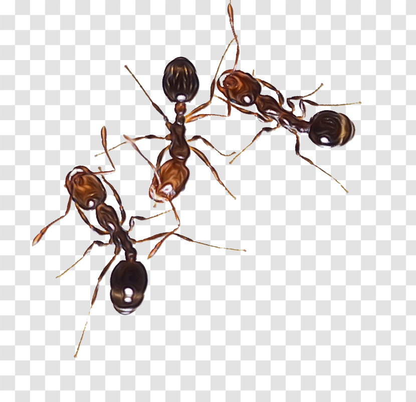 Insect Ant Pest Carpenter Ant Membrane-winged Insect Transparent PNG