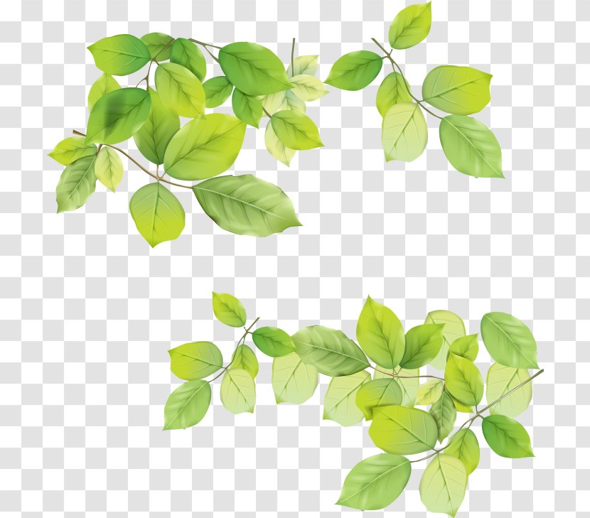 Clip Art - Herb - Leaf Transparent PNG