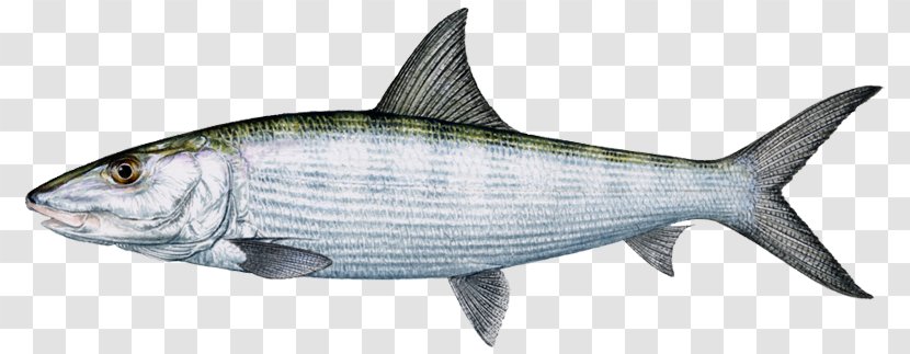 Sardine International Game Fish Association Bonefish Fishing Transparent PNG