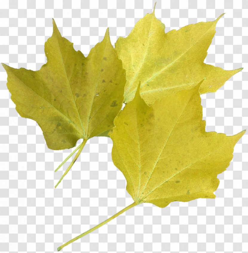 Leaf Red Maple Green Tree Transparent PNG