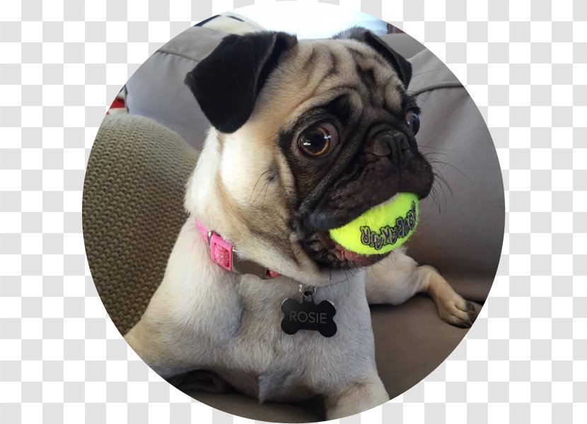 Pug Puppy Dog Breed Companion Toy - Vertebrate Transparent PNG