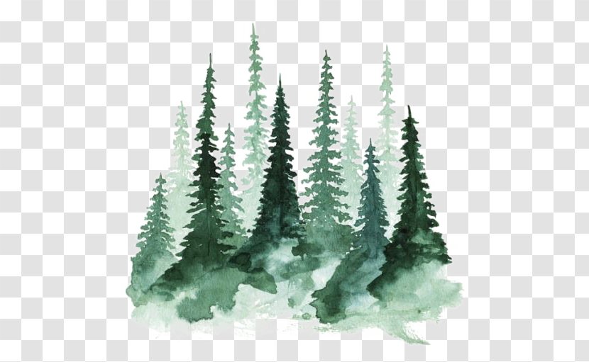 Study Of A Tree Watercolor Painting Pine - Thor - Forest Transparent PNG
