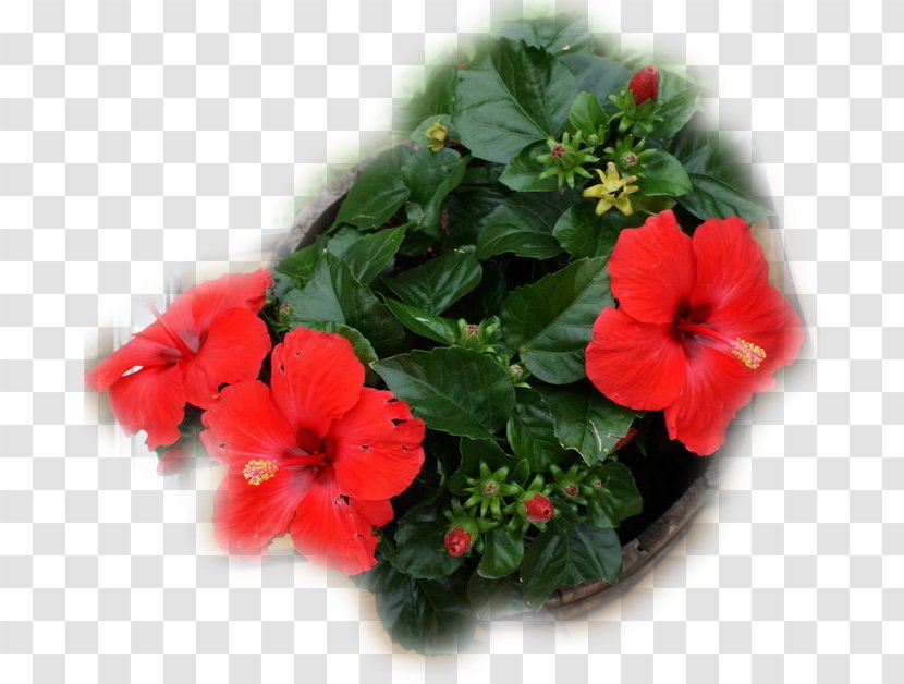 Rosemallows Annual Plant Flowerpot Herbaceous - Mallow Family - Alyssa Milano Transparent PNG
