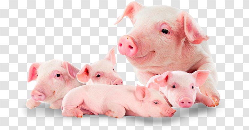 Domestic Pig Suckling Food Pork - Photography Transparent PNG
