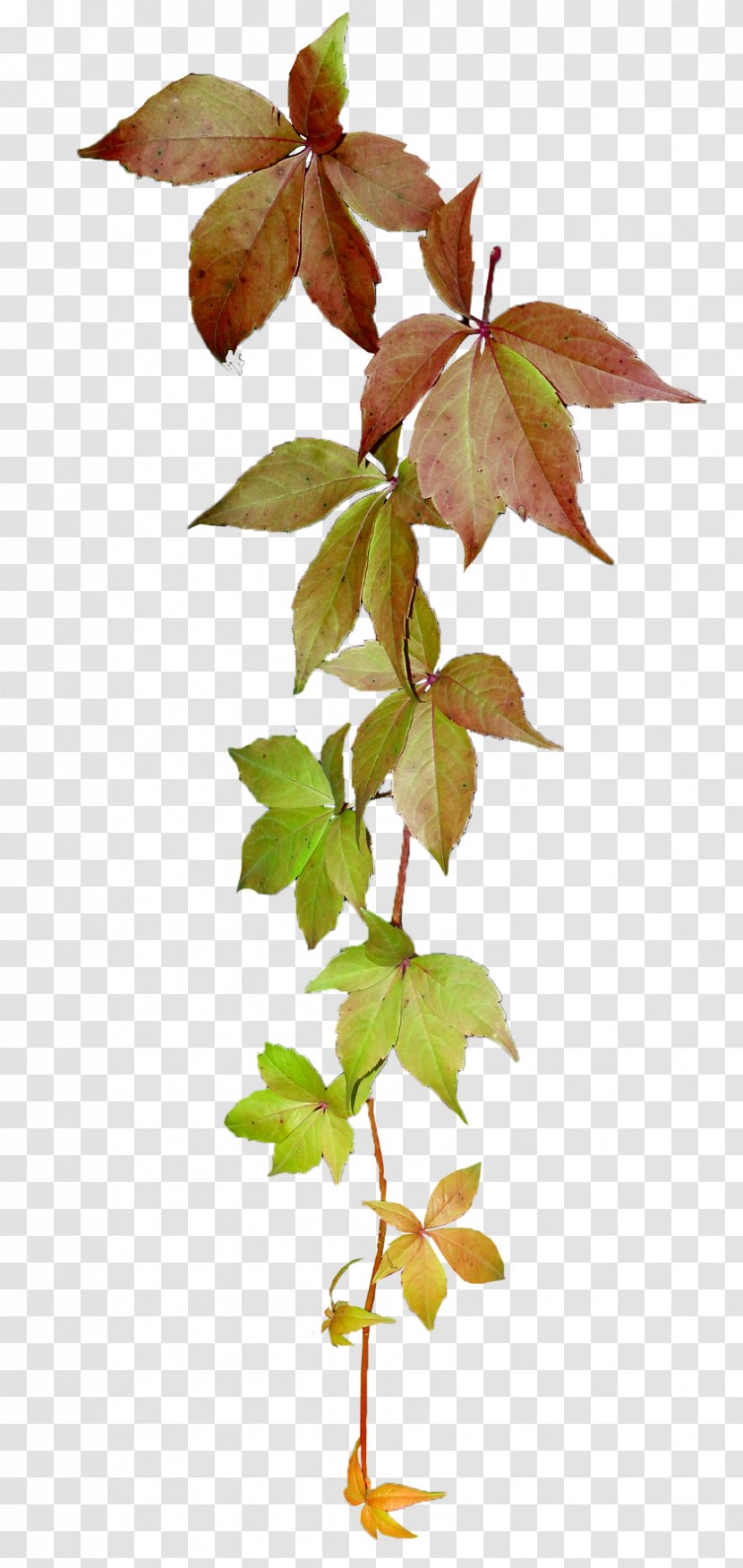 Twig Plant Stem Leaf - Tree - Salix Alba Transparent PNG