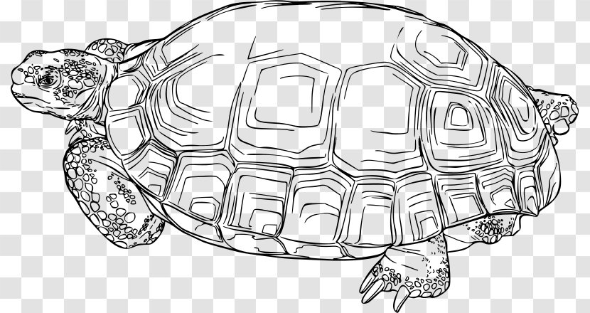 Sea Turtle Background - Desert Tortoise - Common Snapping Loggerhead Transparent PNG