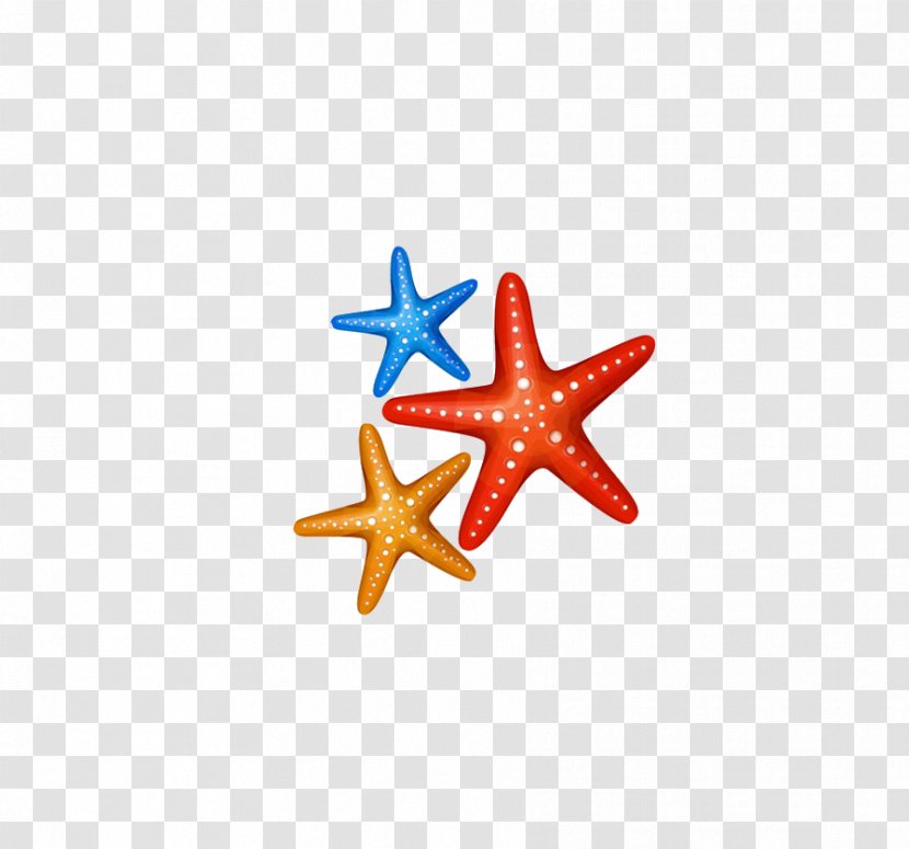 Benthic Zone Clip Art - Drawing - Starfish Transparent PNG