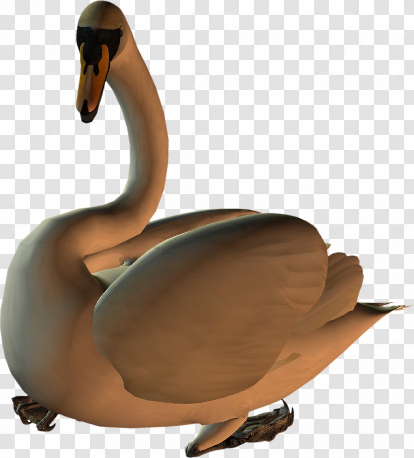 Duck Goose Cygnini Bird Anatidae - Animal - Swan Transparent PNG