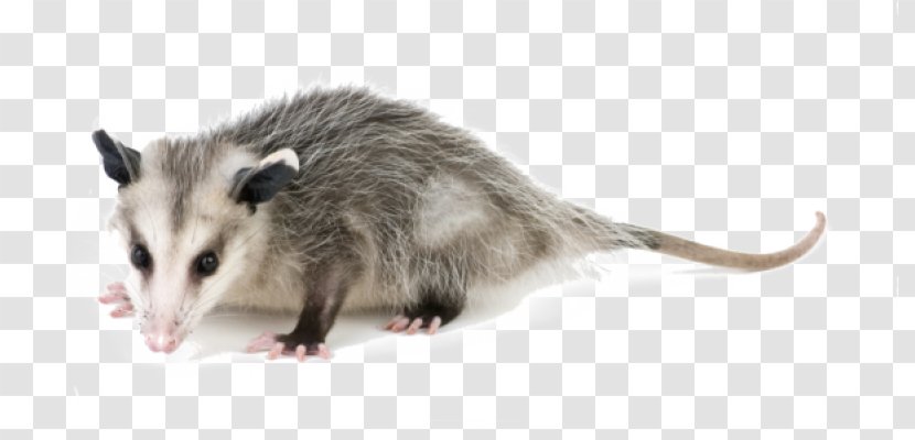 Pest Control Exterminator Nuisance Wildlife Management Opossum - Mosquito - Raccoon Transparent PNG