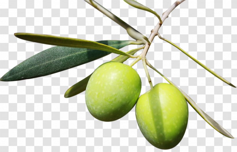Olive Oil Mediterranean Cuisine Diet - Plant Transparent PNG