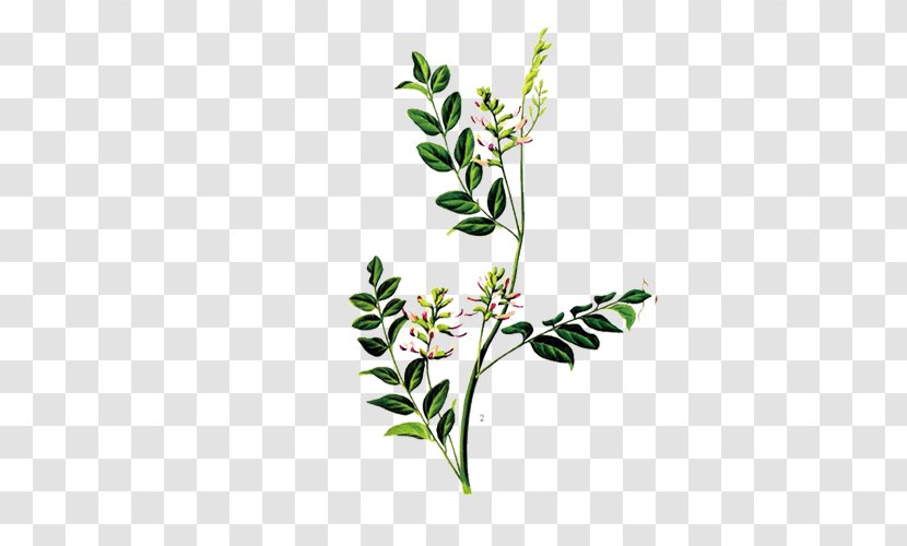 Glycyrrhiza Uralensis Liquorice Glycyrrhizin Herb Traditional Chinese Medicine - Floral Design - Herbs Transparent PNG