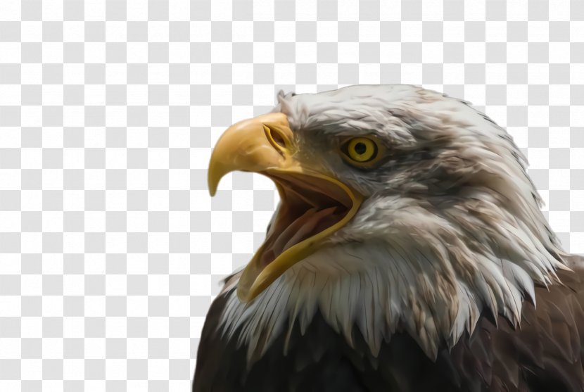 Bird Bald Eagle Of Prey Beak - Kite - Golden Transparent PNG