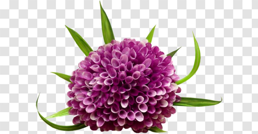 Clip Art - Flower - Purple Dahlias Transparent PNG