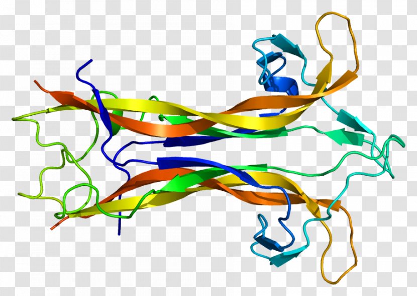 Brain-derived Neurotrophic Factor Neurotrophin Factors Protein - Watercolor - Nerve Structure Transparent PNG