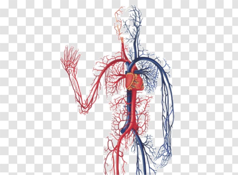 The Cardiovascular System Circulatory Anatomy Of Heart Diagnostic Medical Sonography: Vascular Human Body - Tree - Blood Transparent PNG