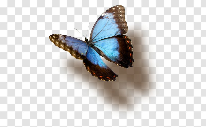 Monarch Butterfly Arizona Natural Selections Blue - Lycaenid Transparent PNG