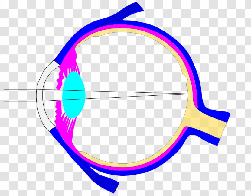 Lens Ray Human Eye Iris Transparent PNG