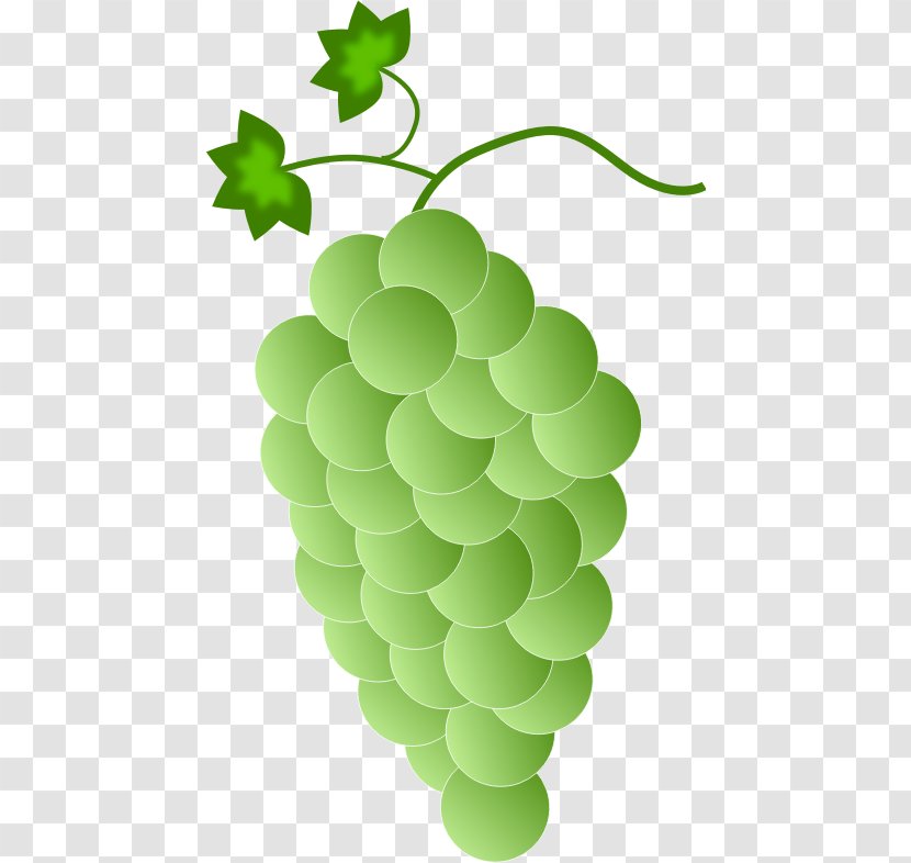Common Grape Vine Concord White Wine Isabella - Tree Transparent PNG