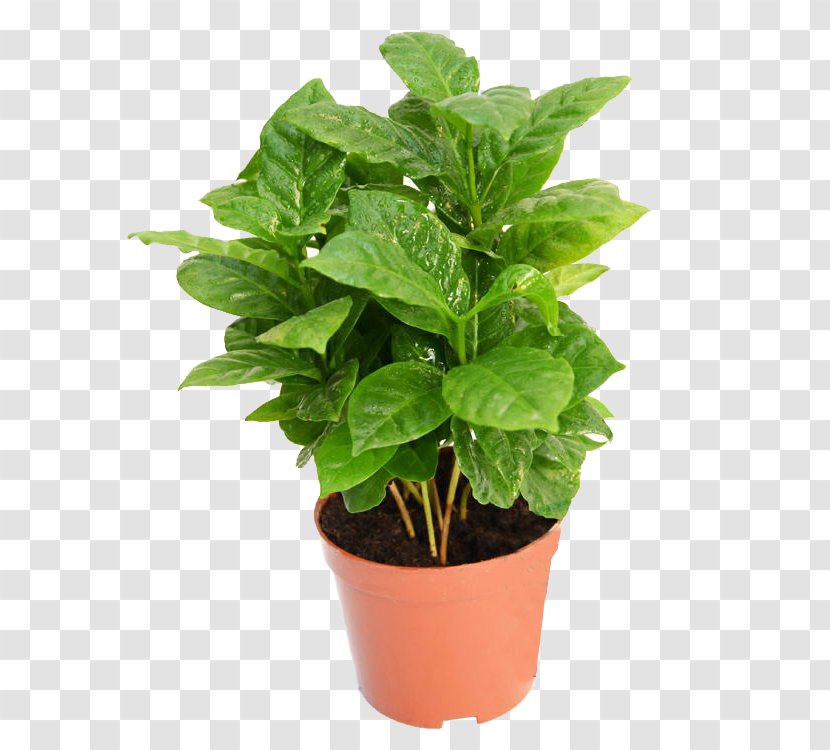 Coffee Tree Coffea Plant - Houseplant - A Pot Of Material Transparent PNG