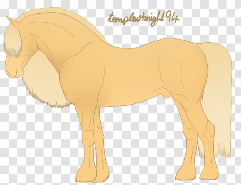 Mane Foal Stallion Mustang Mare - Halter Transparent PNG