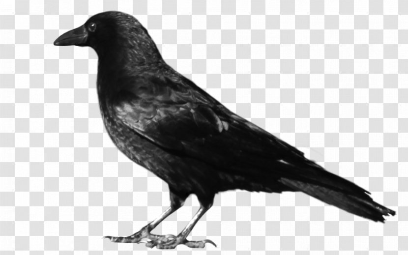 Crows Clip Art - Beak - Crow Transparent PNG