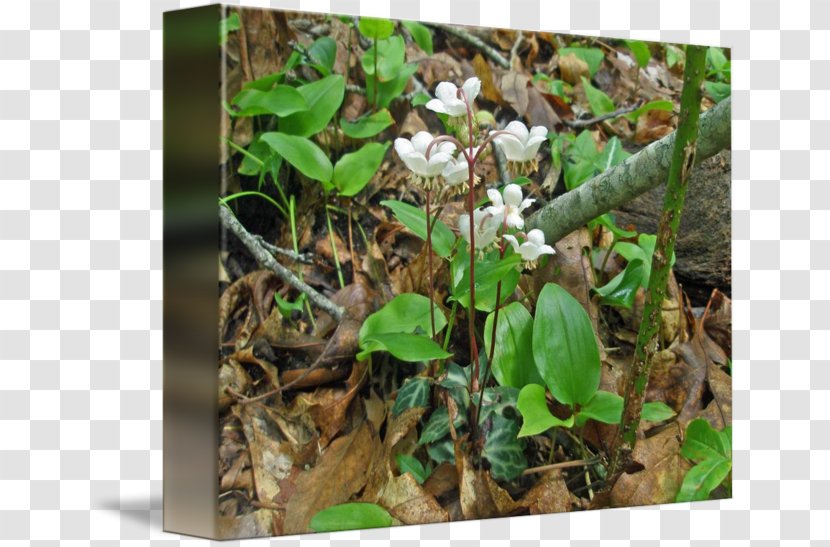 Leaf Herb - Flora Transparent PNG