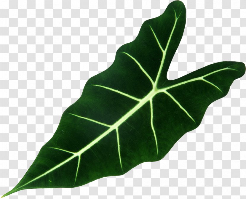 Leaf Plant Shrub Vascular Bundle Root - Banana Leaves Transparent PNG