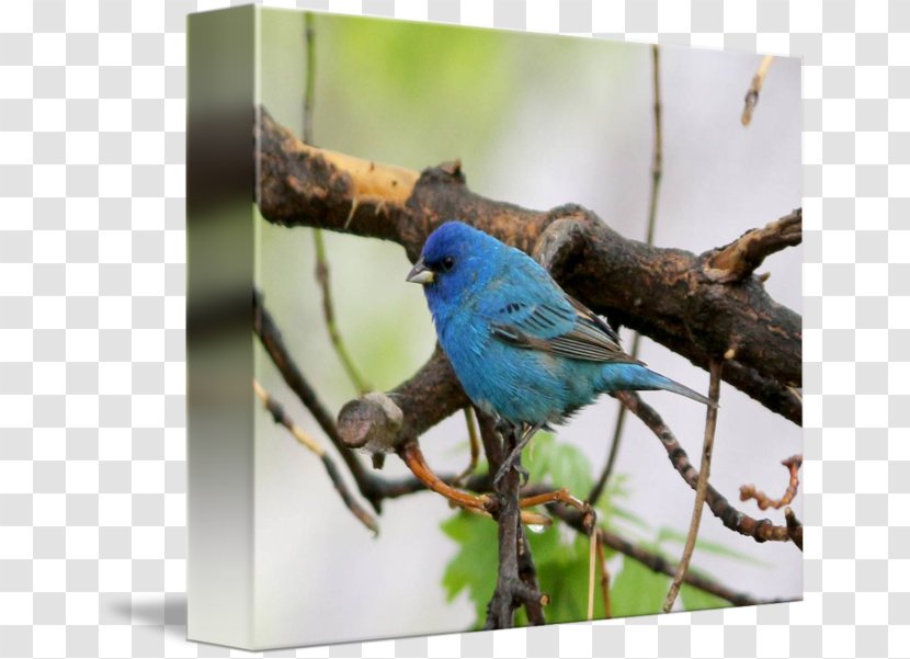 Bluebird Wren Gallery Wrap Cobalt Blue Indigo Bunting - Beak - Feather Transparent PNG