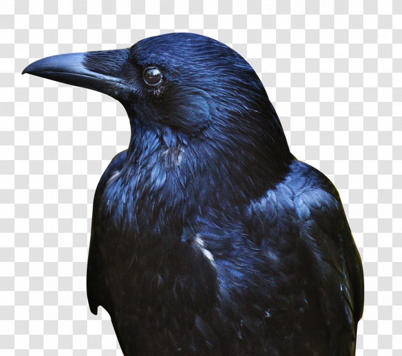 American Crow Rook Transparent PNG