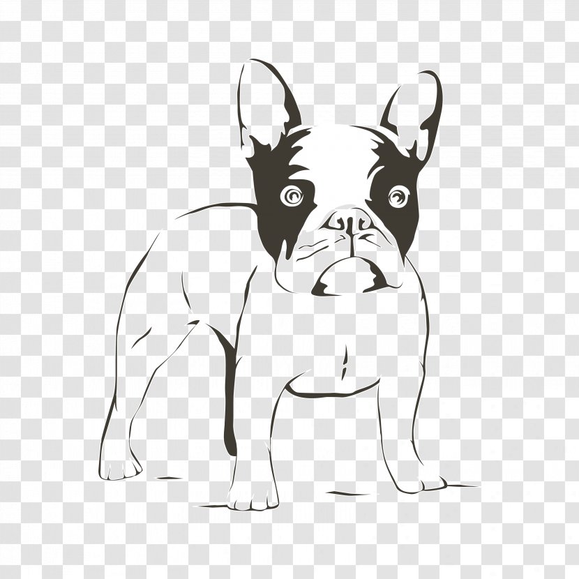 French Bulldog Puppy Boston Terrier Standard Schnauzer - Carnivoran Transparent PNG